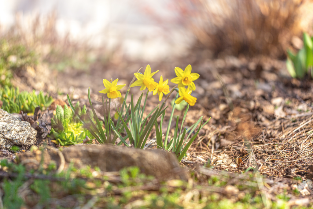 New England Spring