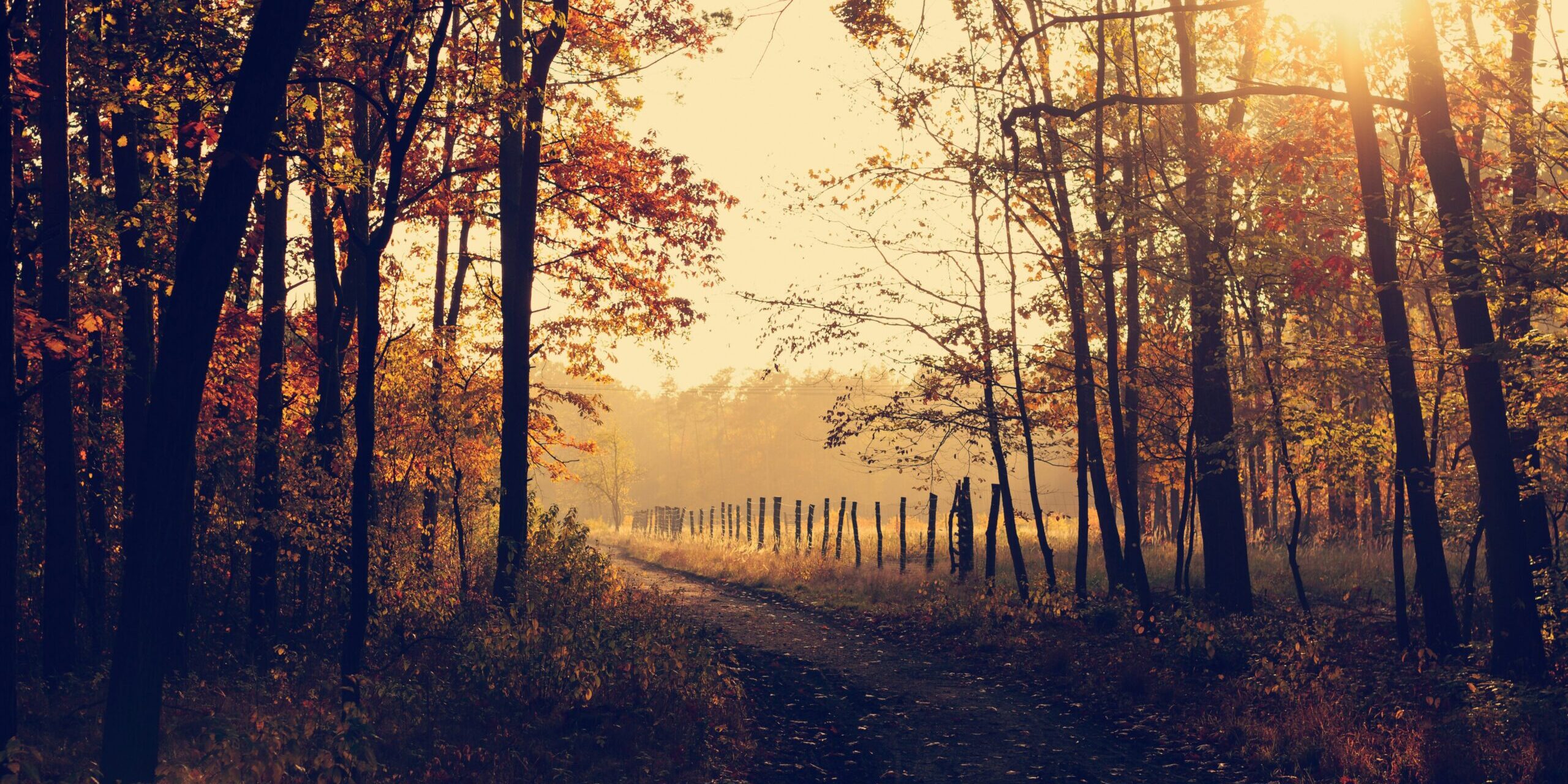 lukasz-szmigiel-ps2daRcXYes-unsplash