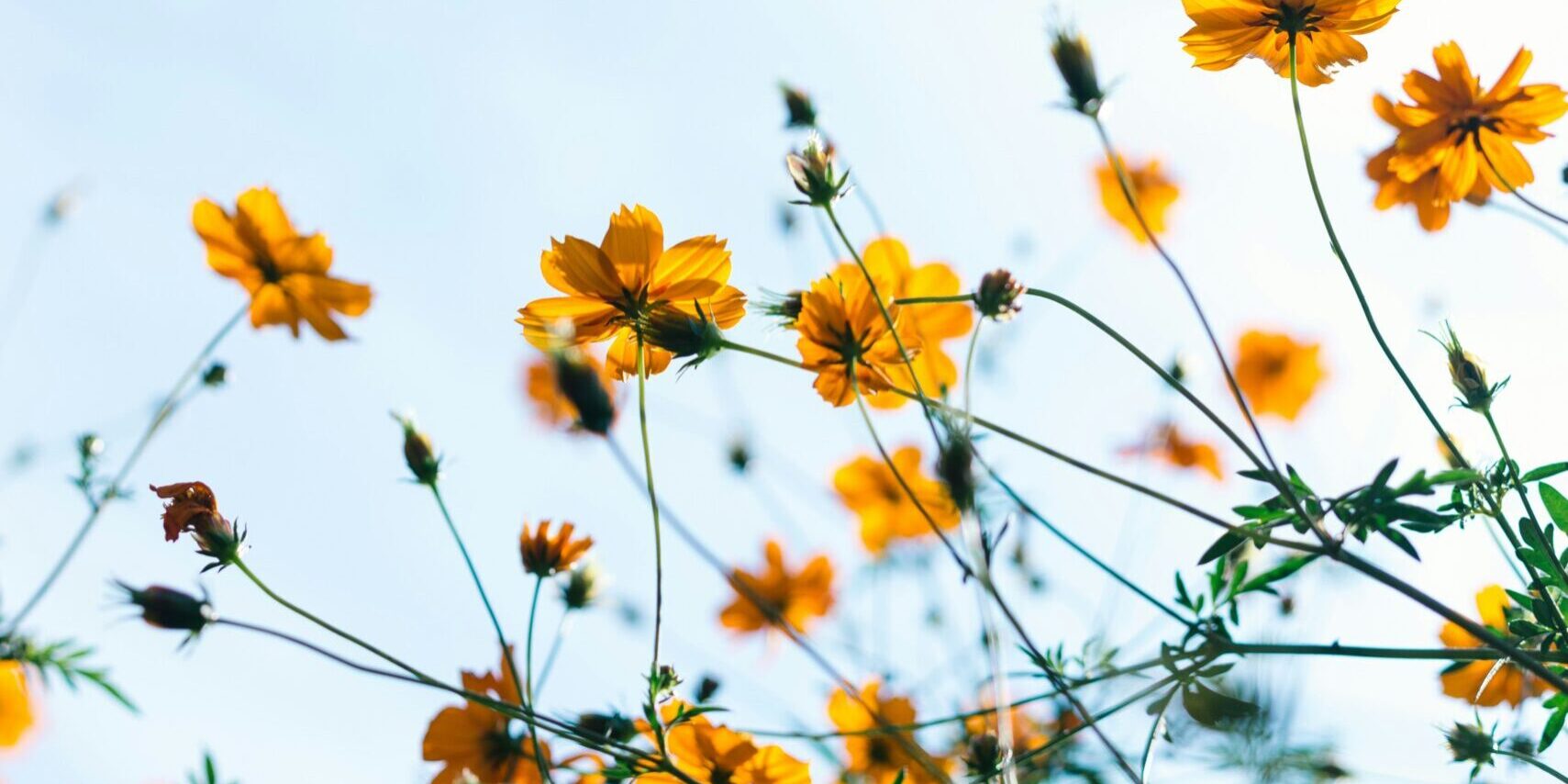 masaaki-komori-Z8TQv3yKQd4-unsplash