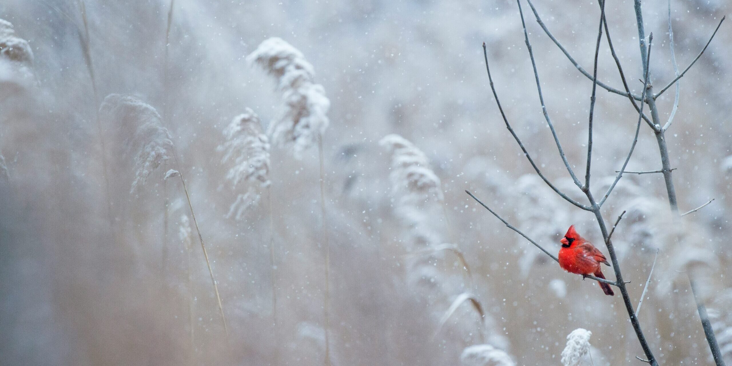 ray-hennessy-6-JIDCnZG2E-unsplash